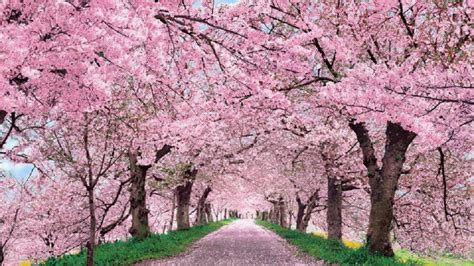 foto do sakura|2,000+ Free Sakura & Cherry Blossoms Images